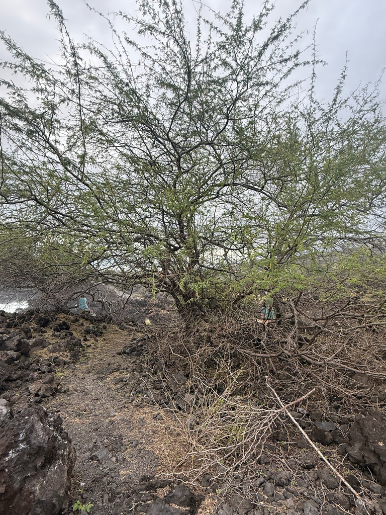 Prosopis pallida (Humb. & Bonpl. ex Willd.) Kunth 3