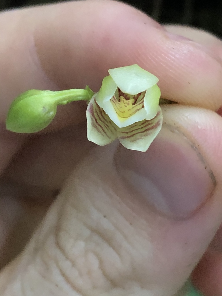 Koellensteinia graminea