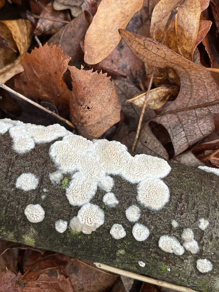 Irpex lacteus · April 2026 · photo: © jackbattle6 (iNaturalist, cc-by)