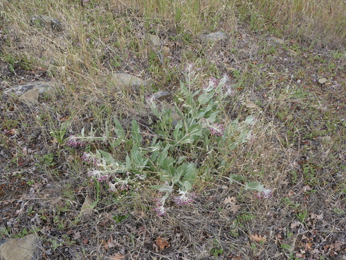 iNaturalist observation photo of California milkweed