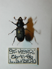Platycerus depressus
