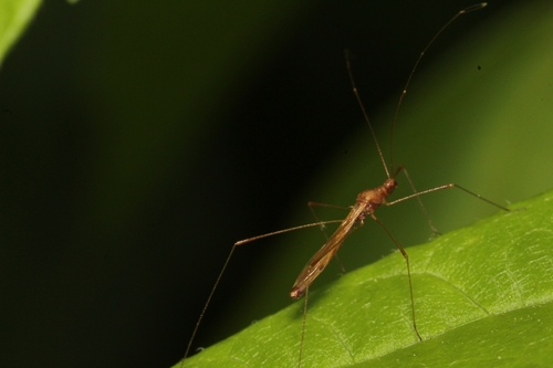 Spined Stilt Bug photo 4