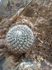 Mammillaria standleyi