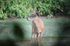 Odocoileus virginianus