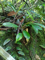 Philodendron squamiferum, photograph (c) Guillaume Delaitre, some rights reserved (CC BY)