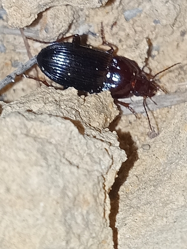 Orthomus barbarus