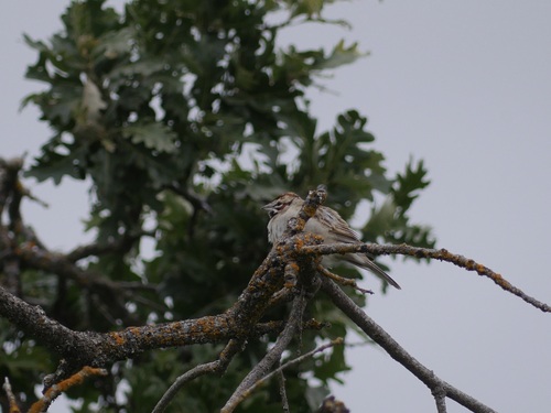 iNaturalist observation photo of Lark Sparrow