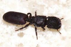 Cephalotes pallens