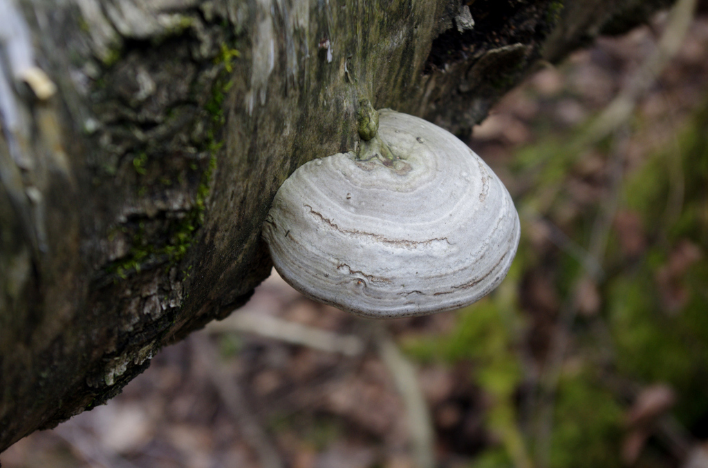 Fomes fomentarius · April 2026 · photo: © prokhozhyj (iNaturalist, cc-by)