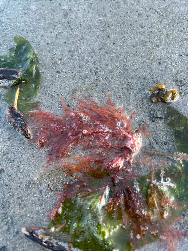 Bonnemaisonia nootkana observed 2026-04-24
