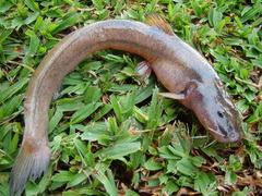 Heptapterus
