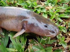 Heptapterus