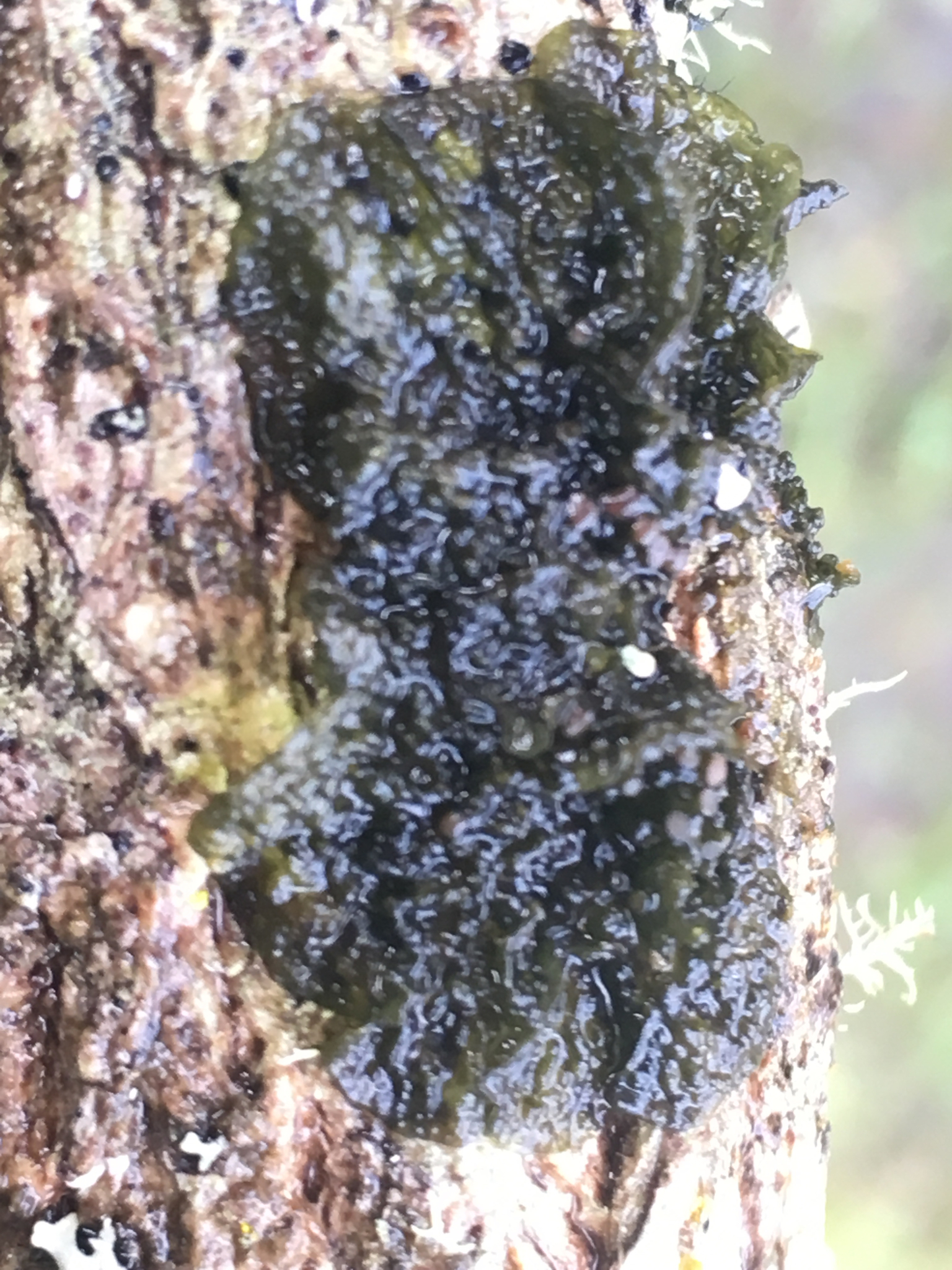 Collema image