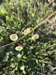 Thysanocarpus radians
