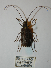 Monochamus maculosus
