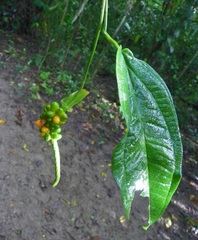 Anthurium flexile