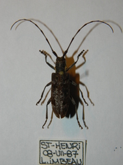 Monochamus maculosus