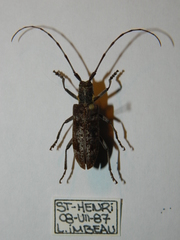 Monochamus maculosus