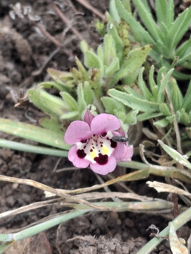 iNaturalist observation photo of tricolor monkeyflower