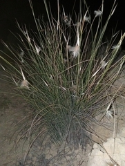 Lygeum spartum, photograph (c) Alejandro Rodríguez Zapata, some rights reserved (CC BY)