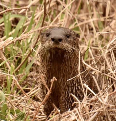 North American River Otter photographed in Minnesota