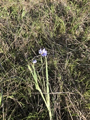 Sisyrinchium pruinosum