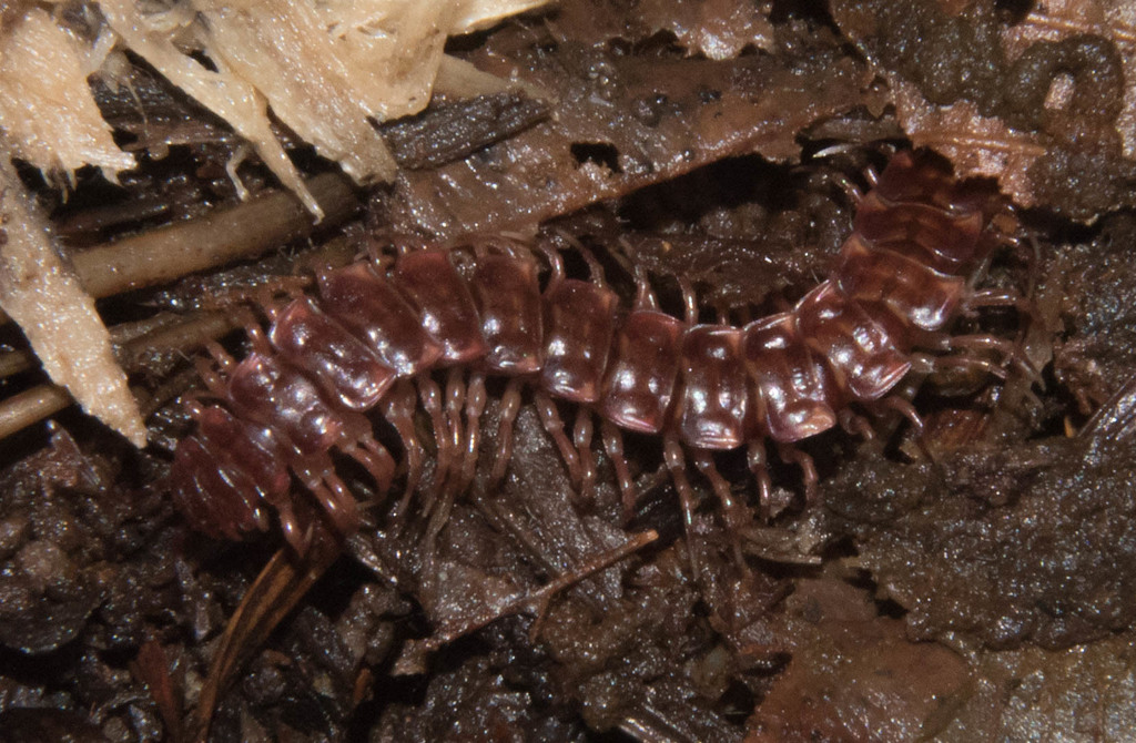 Nearctodesmus salix