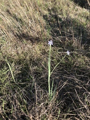 Sisyrinchium pruinosum