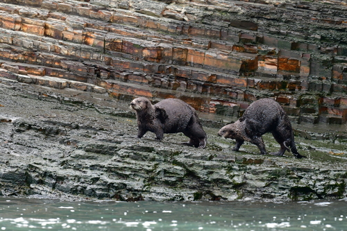 Sea Otter, photo 7 of 10
