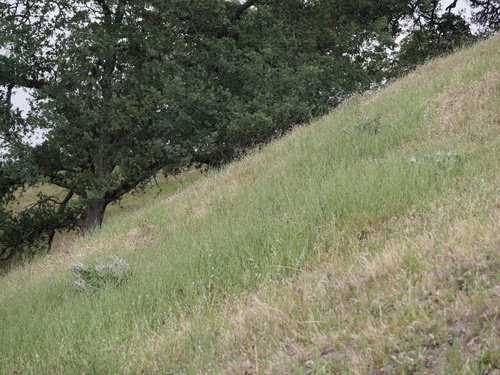 iNaturalist observation photo of California milkweed
