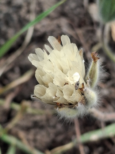 iNaturalist observation photo of Blow Wives