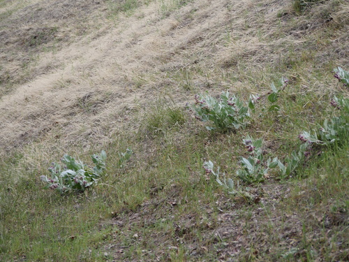 iNaturalist observation photo of California milkweed