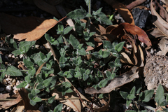 Opercularia hispida
