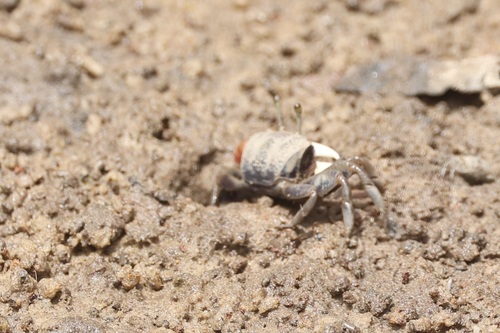 West African Fiddler Crab