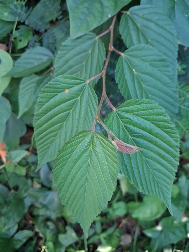 Melochia nodiflora, photograph 4