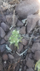 Cryptantha maritima