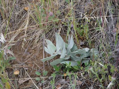 iNaturalist observation photo of California milkweed