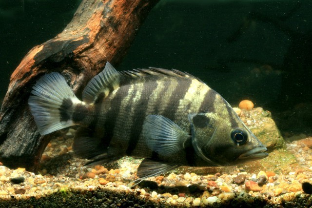 Silver Tiger Fish