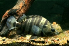 Silver Tiger Fish photo 1
