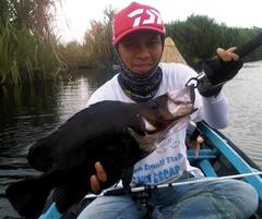 Silver Tiger Fish photo 2