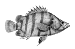 Silver Tiger Fish photo 3
