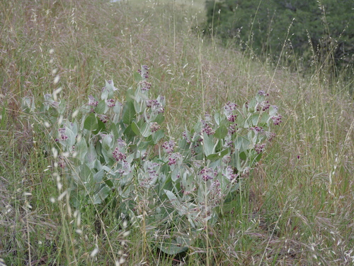 iNaturalist observation photo of California milkweed