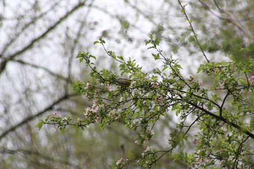 Blue-winged Warbler (Vermivora cyanoptera), photo 6
