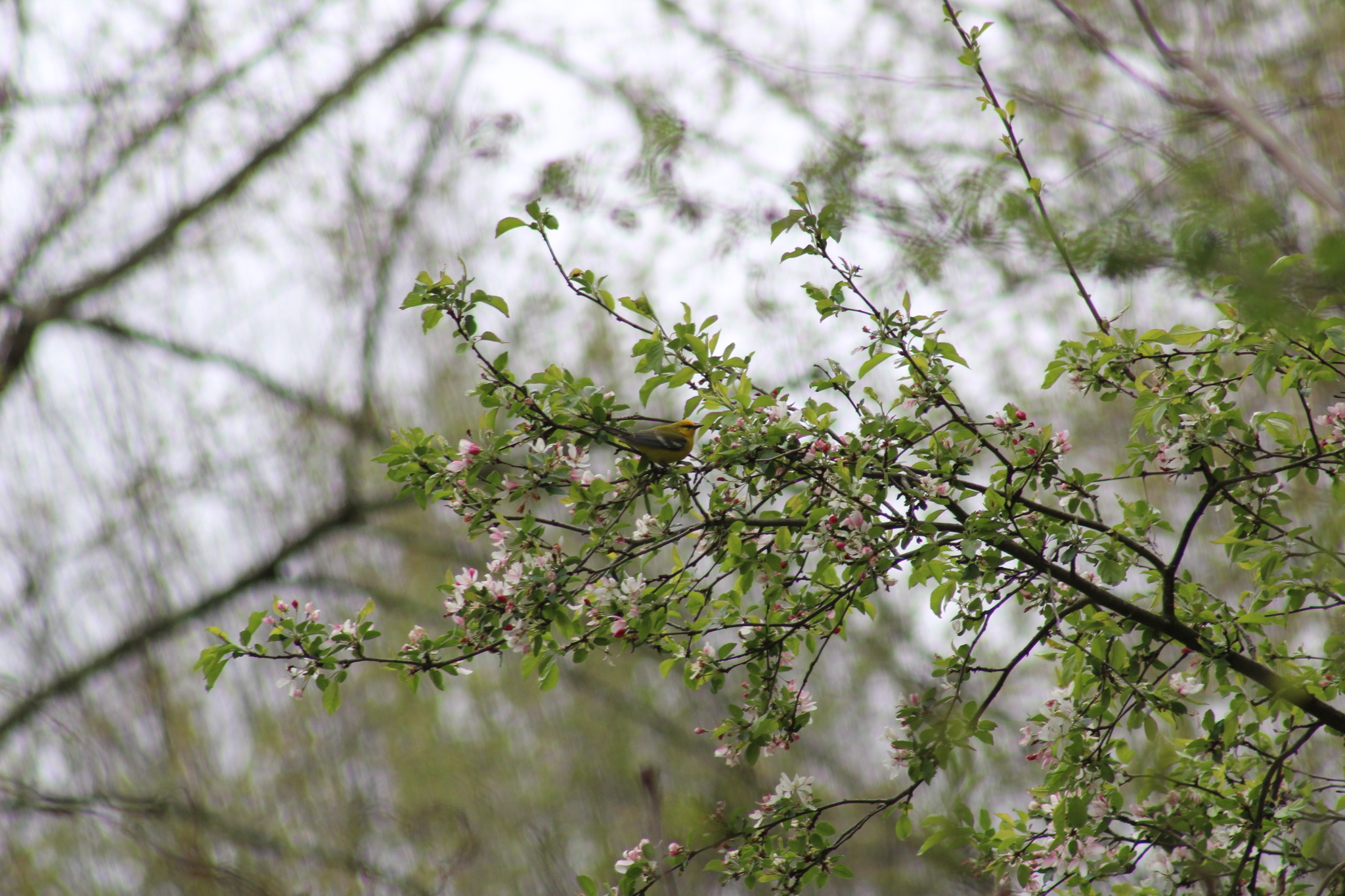 Blue-winged Warbler (Vermivora cyanoptera), photo 6
