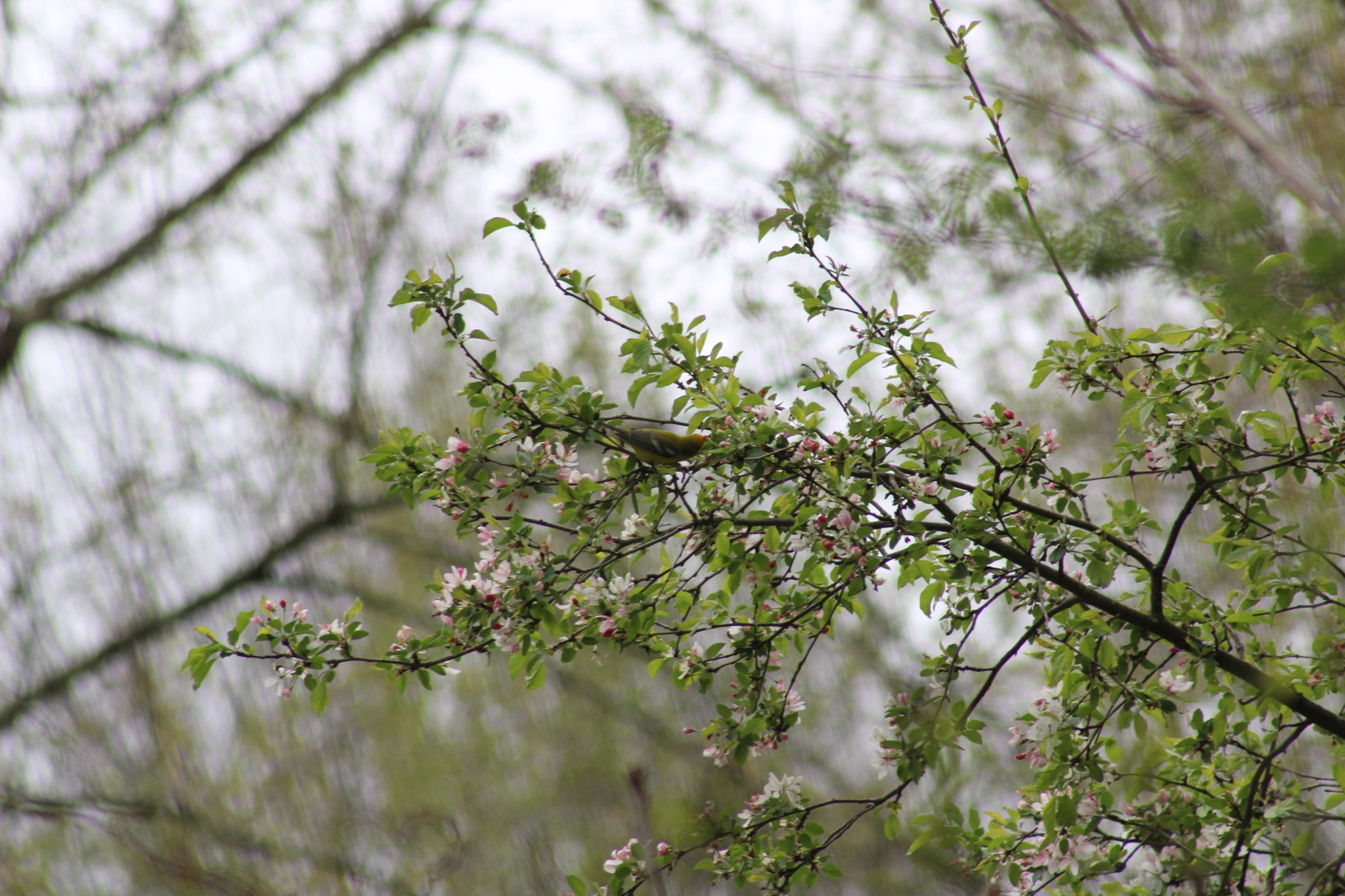 Blue-winged Warbler (Vermivora cyanoptera), photo 7
