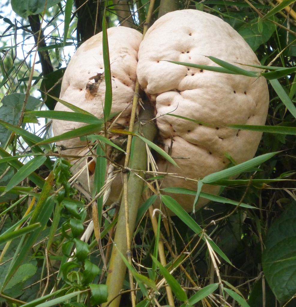 Engleromyces