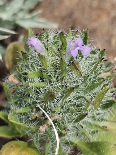iNaturalist observation photo of Sacramento beardstyle