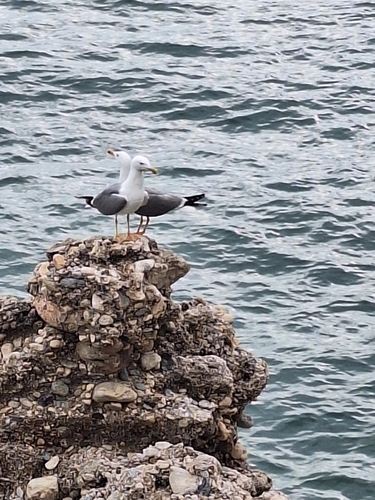 Avistamiento Gaviota patiamarilla
