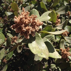 Rhus standleyi