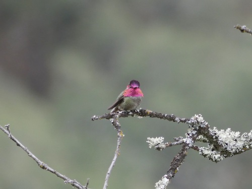iNaturalist observation photo of Anna's Hummingbird